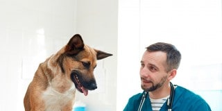 5 razones por las que estudiar veterinaria