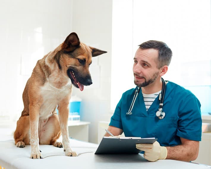 5 razones por las que estudiar veterinaria