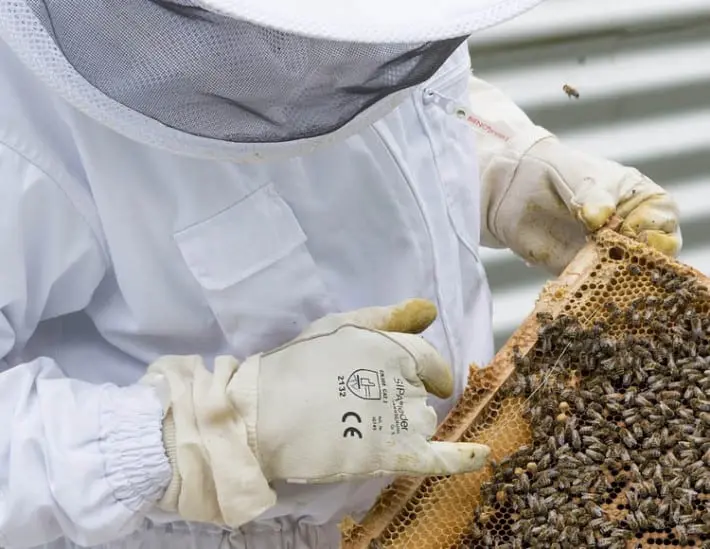 Cómo ser apicultor. Requisitos, sueldo y cursos
