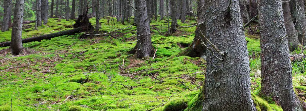 Grado Superior en Gestión Forestal y del Medio Natural