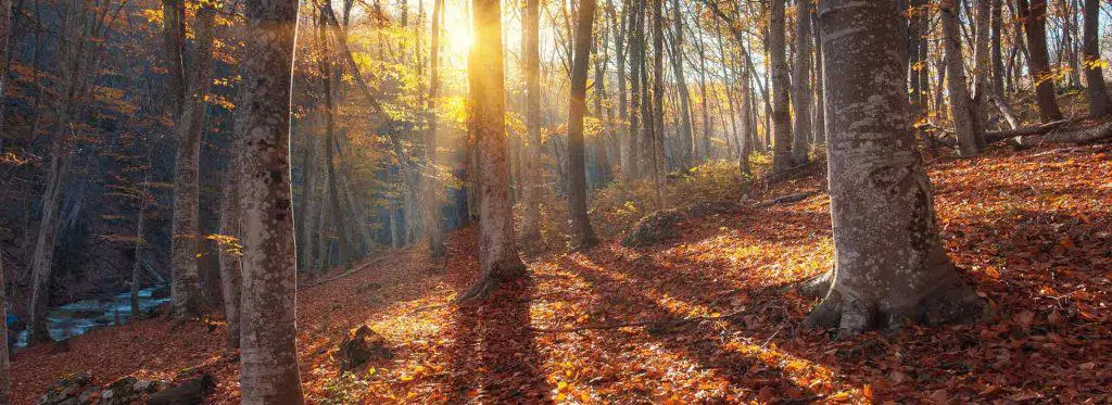Oposiciones de Agente Forestal Madrid