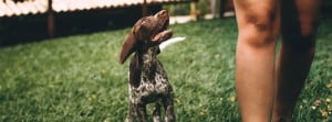 Ofertas de empleo de adiestrador canino: explorando las oportunidades laborales en el mundo canino