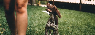 Curso de Adiestramiento Canino Curso de Adiestramiento Canino