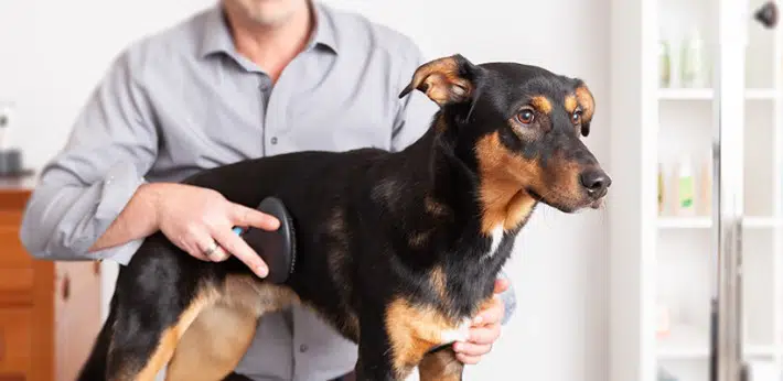 ¿Cuáles son los mejores instrumentos para peluquería canina?