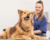 ¿Existe diferencia entre un auxiliar veterinario y un auxiliar técnico veterinario?