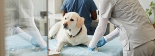 Curso de Auxiliar de Fisioterapia y Rehabilitación Animal: Perros, gatos y caballos