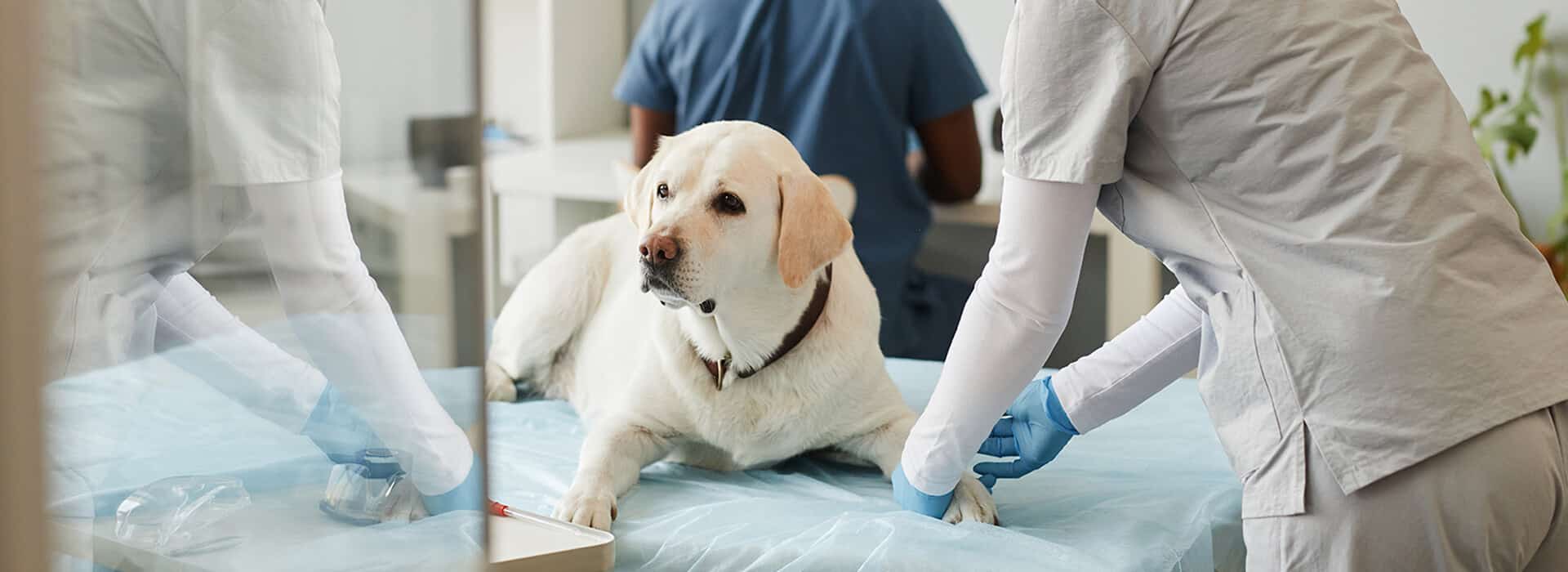 Curso Auxiliar Fisioterapia y Rehabilitación Animal: Perros, gatos y caballos