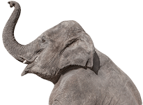 elefante banner animal de zoologico