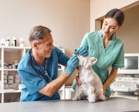 Auxiliar de veterinaria: ¿tiene salida laboral?