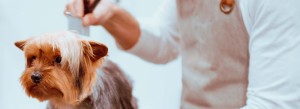 Cómo ser peluquero canino: lo que necesitas