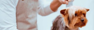 Curso de Peluquería Canina y Felina Curso de Peluquería Canina y Felina