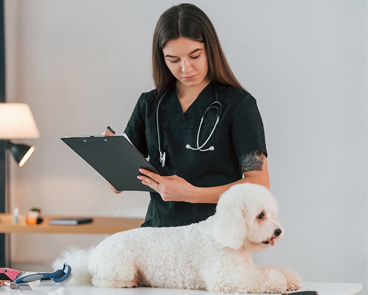 Tillval och avgifter vid akuta veterinärbesök