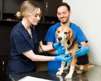Mejores cursos de auxiliar de veterinaria en 2025: la guía definitiva