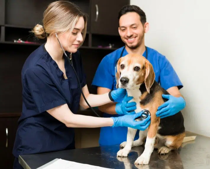 Mejores cursos de auxiliar de veterinaria en 2025: la guía definitiva Mejores cursos de auxiliar de veterinaria en 2025: la guía definitiva